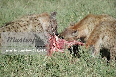 Hyena ripping a wildebeast apart