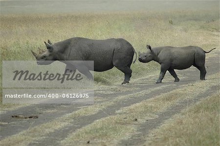 This mother black rhino guided her baby to the other side of the road