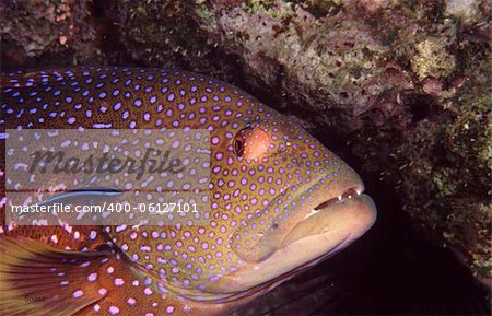 Coral Grouper and cleaner Wrasse