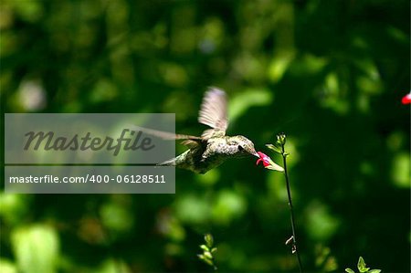 Picture of a hummingbird drinking nectar at a flower