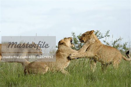 3 young lions playing/fighting with each other.
