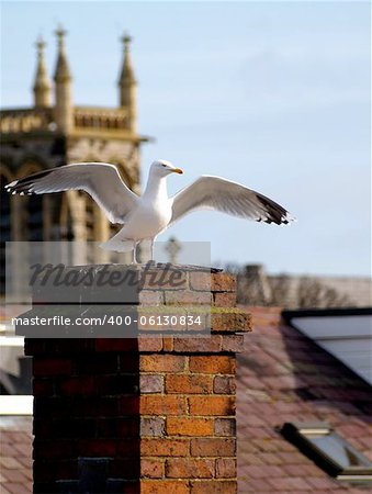 Herring Gull about to take flight