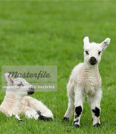 Two white and black spotted new born lambs, one standing, one sitting in a meadow.