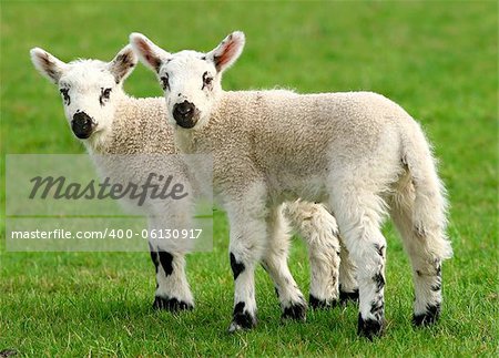 Two white and black lambs standing side by side in a meadow.