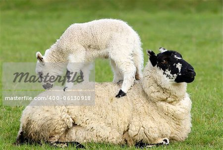 Sheep lying in a field in spring with a lamb climbing on its back.