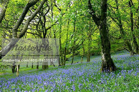 Ancient bluebell forest in the Cambrian Mountains, Wales, United Kingdom.