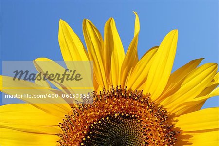 Half segment of a flowering sunflower on a clear blue sky day.