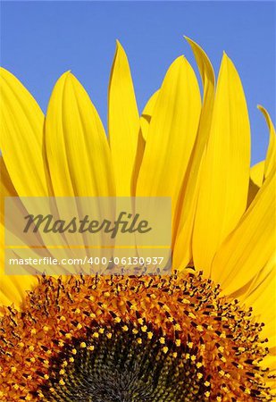 Section of a sunflower against blue sky.