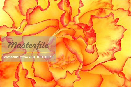 Close up of the petals of an orange, yellow and red begonia.