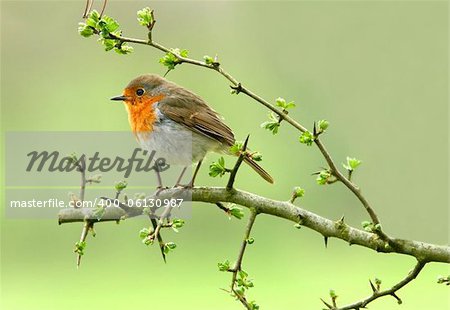 Robin sitting on a branch of a hawthorn tree in spring.