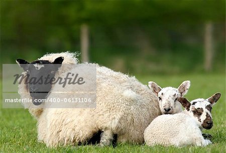 Two lambs sitting next to their mother in a field in spring.