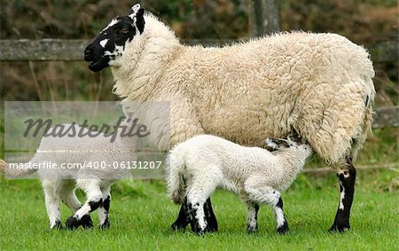 Sheep breast feeding her lamb in spring with another lamb next to her in a field.