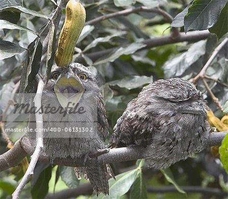 Tawny Frogmouth Owl yawning