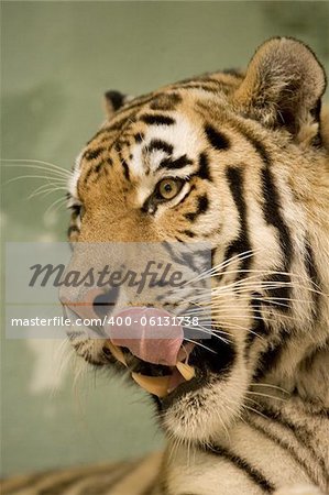 Tiger series