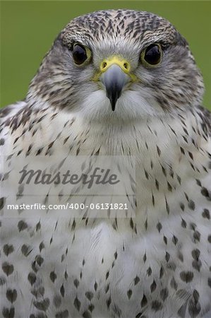 Saker falcon