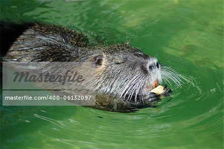 Nutria swimming and eating peanut