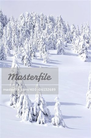 snow covered pine trees