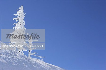 ice covered pine tree against the blue sky
