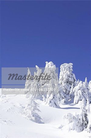 snow covered pine trees against the blue sky