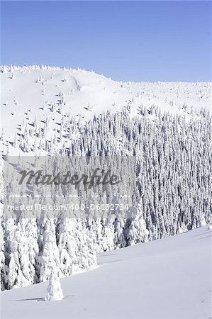 snow covered pine trees  on the mountain side