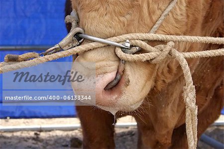 Bull close-up - farming and agriculture