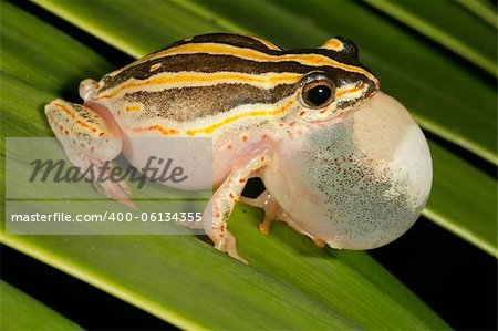 Male painted reed frog calling during the night