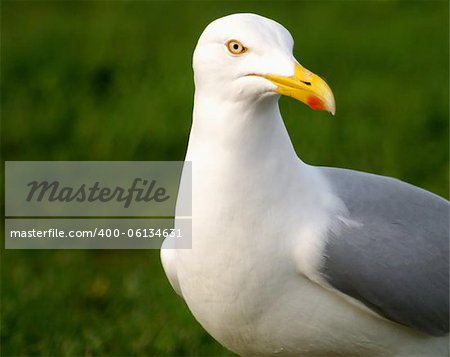 Close-up of a Herring Gull.