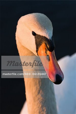 The portrait of white swan at sunrise