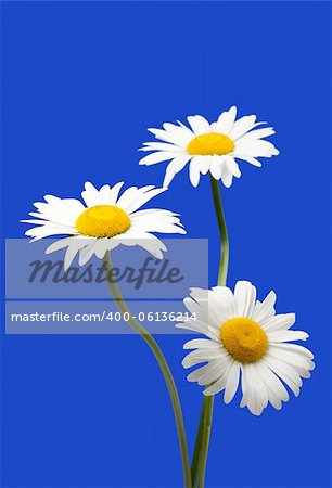 White chamomiles isolated on blue background