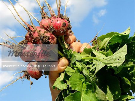 fresh organic radishes in farmer hand