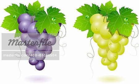 Vector grapes: blue and white