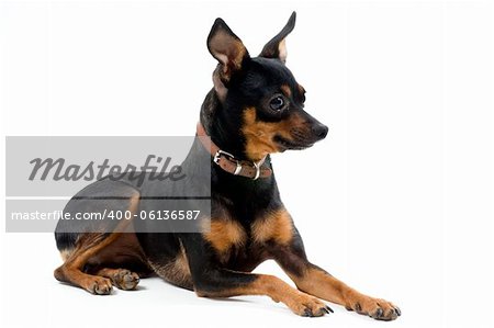 purebred miniature pinscher in front of white background