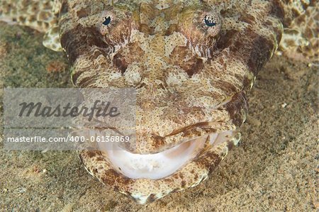 Closeup of crocodilefish lying on seabed of tropical coral reef