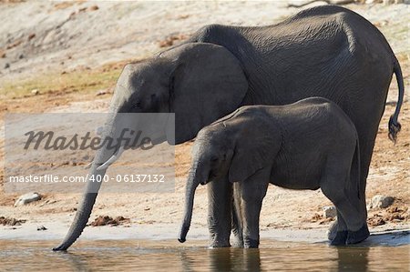 A herd of African elephants (Loxodonta Africana) on the banks of the Chobe River in Botswana drinking water