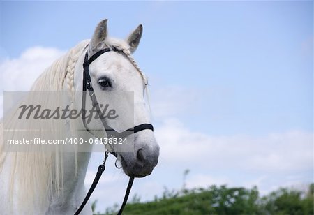 Portrait of a grey horse wearing a bitless bridle