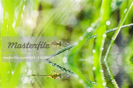 dragonfly dragonfly and sunligh in garden or in green nature