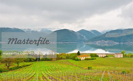 Vineyard on the Shore of Lake Corbara in Umbria, Italy