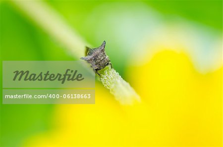 Aphid insect in green nature or in the garden Aphid insect in green nature or in the garden