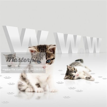 Young cats offering a deal over the internet