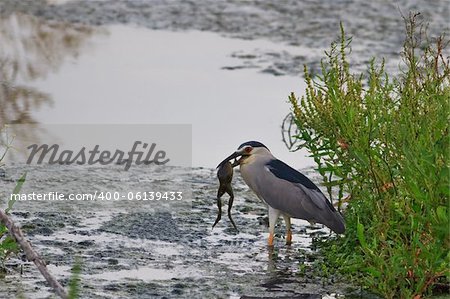 black crowned night heron with a frog