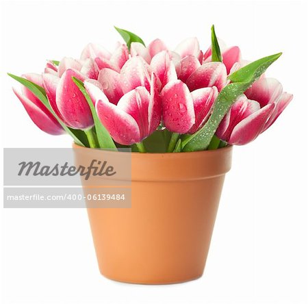 Flower Pot with pink Tulips / water drops / isolated on white background