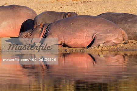 Hippo family (Hippopotamus amphibius) resting outside the water, South Africa