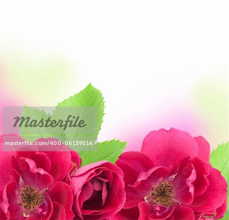 Beautiful  Rose Flowers  Background with copy space for text