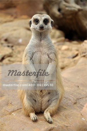Meerkats live in all parts of the Kalahari Desert in Botswana, in much of the Namib Desert in Namibia and southwestern Angola, and in South Africa. A group of meerkats is called a "mob", "gang" or "clan". A meerkat clan often contains about 20 meerkats, but some super-families have 50 or more members.