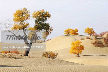 Landscape of desert with golden trees in the autumn