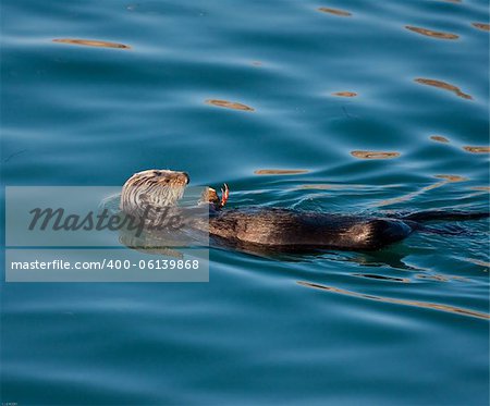 Sea Otter eating a crab in Morro Bay