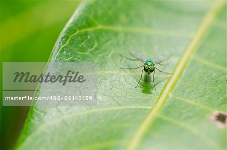 fly macro in green nature or in the city or on food