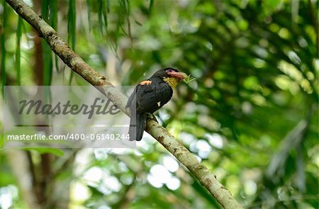 beautiful dusky broadbill resting on branch in forest of Thailand