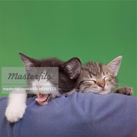 Two Dreamy Cats Domestic Cats Isolated on Green Background