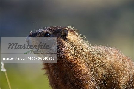 Yellow-bellied marmot eraly spring in Yellowstone national park